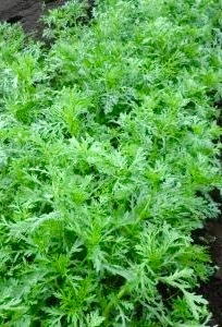 初心者が家庭菜園で美味しいシュンギクを造るコツは?