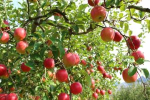 九州の大分県でリンゴ狩りするなら別府のリンゴ園！アクセスは？