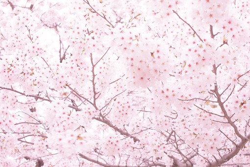 山梨県の桜の名所はどこ？本郷の千年桜がオススメ穴場スポットです