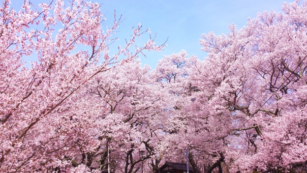 光が丘公園のお花見！桜祭りはお子様連れにオススメの穴場です