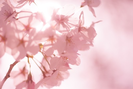 オススメのお花見スポットは? 東京の秘密の穴場を教えます!