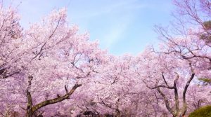 知的な穴場お花見スポット！盛岡市の中央公園とは？